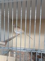 Koppel duif en 3 jongen