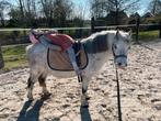 Verzorgpony aangeboden, Ophalen, Nieuw