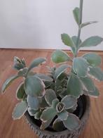 Kalanchoe fedtschenkoi variegata, Huis en Inrichting, Overige soorten, Minder dan 100 cm, Ophalen of Verzenden, Halfschaduw