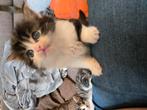 Kruising ragdoll maincoon  Siberische kat, Dieren en Toebehoren, Meerdere dieren, Gechipt