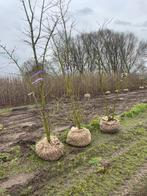 Xxl bomen en struiken in de kluit, Ophalen, Volle zon, Overige soorten, 250 tot 400 cm