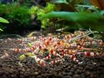 Crystal red garnalen, Dieren en Toebehoren, Kreeft, Krab of Garnaal