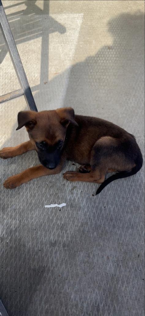 Onze lieve Mechelse Herder pup Maya, Dieren en Toebehoren, Honden | Niet-rashonden, Groot, Teef, Particulier, Eén hond, Nederland