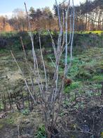 Zwarte bessenstruik, Ophalen, Vaste plant, Fruitplanten, Volle zon