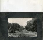 Ansicht Spier - In de bossen, Verzenden, Gelopen, Drenthe