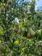 40/50 ton conference peren te koop. Zelf plukken, Ophalen, Lente, Perenboom, 250 tot 400 cm