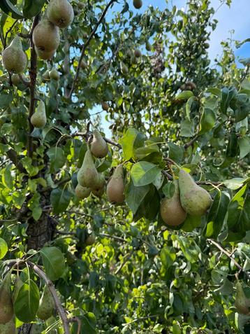 40/50 ton conference peren te koop. Zelf plukken beschikbaar voor biedingen