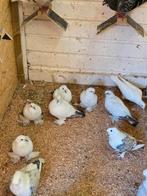 Vedervoetige ijsduiven, Meerdere dieren, Tropenvogel
