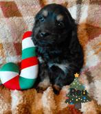 Prachtig Mooi Nestje Boomer pups  Cockerspaniel x Boomer, Rabiës (hondsdolheid), 8 tot 15 weken, Meerdere, Meerdere dieren