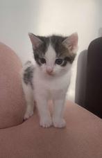 1 Europese Korthaar, Dieren en Toebehoren, Katten en Kittens | Overige Katten, Poes