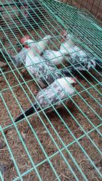 pluimvee, Dieren en Toebehoren, Mannelijk, Na 1 juli 2024