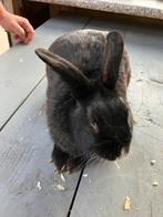 Konijn, Mannelijk, Middelgroot, Hangoor, 0 tot 2 jaar