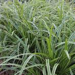 Carex Ice Dance en Carex Evergold, Tuin en Terras, Halfschaduw, Vaste plant, Siergrassen, Lente