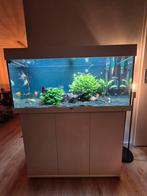 Juwel Rio 180 inclusief externe pomp en co2 systeem, Ophalen, Zo goed als nieuw, Gevuld zoetwateraquarium