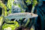 Amur pike, Dieren en Toebehoren, Vissen | Aquariumvissen, Vis, Zoetwatervis
