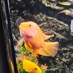 Papegaai vis., Dieren en Toebehoren, Vissen | Aquariumvissen, Vis