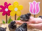Amrock kriel baby kuikens hennetjes, gesekst en ingeënt