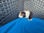 Lief US Teddy cavia zeugje, Dieren en Toebehoren, Cavia, Juli, Vrouwelijk, Tam