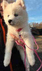 Pomsky pups -ze mogen hun nest verlaten – nog 2 beschikbaar., Dieren en Toebehoren, 8 tot 15 weken, Meerdere, Meerdere dieren