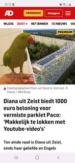 VERMIST ZEIST halsbandparkiet, Vogel
