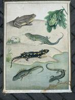 Amfibieen: kikkers, salamanders, Antiek en Kunst, Antiek | Schoolplaten, Ophalen of Verzenden, Natuur en Biologie