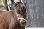 Bomproef Mini shetlander merrie (8) en  B pony veulen, Dieren en Toebehoren, Paarden, Meerdere dieren, Minder dan 160 cm, Gechipt