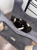 KITTENS TE KOOP, Ophalen, Nieuw