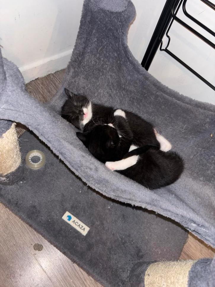 KITTENS TE KOOP, Dieren en Toebehoren, Katten-accessoires, Nieuw, Ophalen