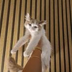Nog 1 hele mooie ragdoll   mag verhuizen, Dieren en Toebehoren, Katten en Kittens | Raskatten | Langhaar, Kater, Ontwormd
