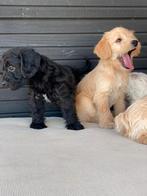 Nog 3 Leuke vrolijke maltipoo pups, Dieren en Toebehoren, Parvo, Nederland, Overige rassen, 8 tot 15 weken