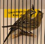 Koppel groene kardinalen, Dieren en Toebehoren, Meerdere dieren, Geringd