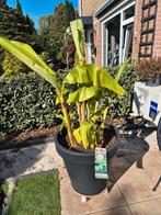 Bananenplant musa basjoo incl. Pot, Ophalen, Overige soorten, Volle zon