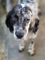 ACE: Aline heeft een goed en lief karakter, Dieren en Toebehoren, Honden | Setters en Staande honden, Particulier, Rabiës (hondsdolheid)