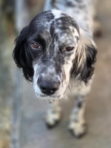 ACE: Aline heeft een goed en lief karakter beschikbaar voor biedingen