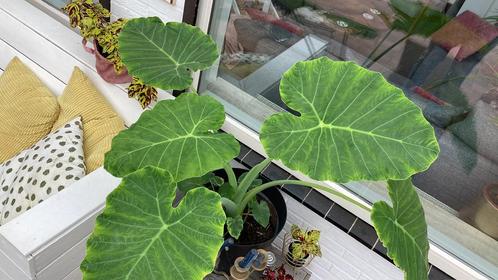 Colocasia gigantea (olifantsoor), Tuin en Terras, Planten | Tuinplanten, Overige soorten, Volle zon, Zomer, Ophalen of Verzenden