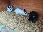 3rex voedsters 5maanden oud, Dieren en Toebehoren, April, Vrouwelijk
