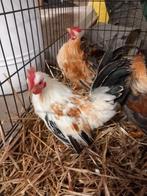 Kleine Serama haantjes, Dieren en Toebehoren, Pluimvee, Mannelijk, Kip