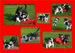 Aangeboden zeer mooie jackrussell pups.  Huiselijk opgegroe, Dieren en Toebehoren, Jack Russell Terriër, 8 tot 15 weken, CDV (hondenziekte)