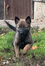 Prachtige grote mechelse herder pups, Dieren en Toebehoren, Honden | Herdershonden en Veedrijvers, België, Particulier, CDV (hondenziekte)