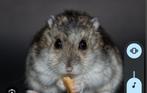 Gratis hamster gezocht, Dieren en Toebehoren, Knaagdieren, Vrouwelijk, Hamster