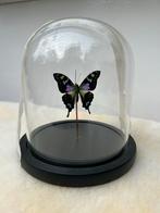 Vlinder in stolp - Taxidermie Decoratie, Antiek en Kunst, Ophalen of Verzenden