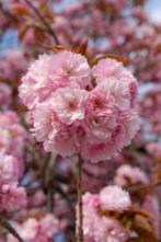 Sierkers Kanzan stamboom met roze bloesem, Tuin en Terras, Lente, 100 tot 250 cm, Volle zon, In pot