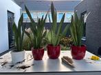 Sanseveria’s 4 stuks 60-70 cm hoog zonder pot, Ophalen, Halfschaduw, Minder dan 100 cm