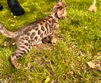 Prachtige bengaal kittens met stamboom, Dieren en Toebehoren, Katten en Kittens | Raskatten | Korthaar, Meerdere dieren, 0 tot 2 jaar
