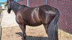 Met spoed, Dieren en Toebehoren, Stalling en Weidegang