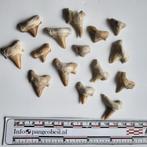 15 Pathologische haaientanden vergroeid Eoceen, Ophalen of Verzenden, Fossiel