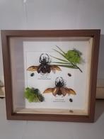 Taxidermy, Verzenden, Nieuw, Insect, Opgezet dier