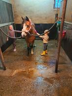 Super lieve knuffel en gezelschapspony, Dieren en Toebehoren, Pony's, Merrie, Gechipt, A pony (tot 1.17m), 11 jaar of ouder