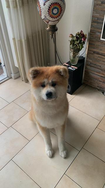 Yugi: Akita Inu langharig, 8 jaar oud! beschikbaar voor biedingen