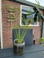 Parapluplant in glazen vaas, Ophalen, Volle zon, Minder dan 100 cm